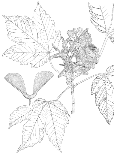 Acer velutinum